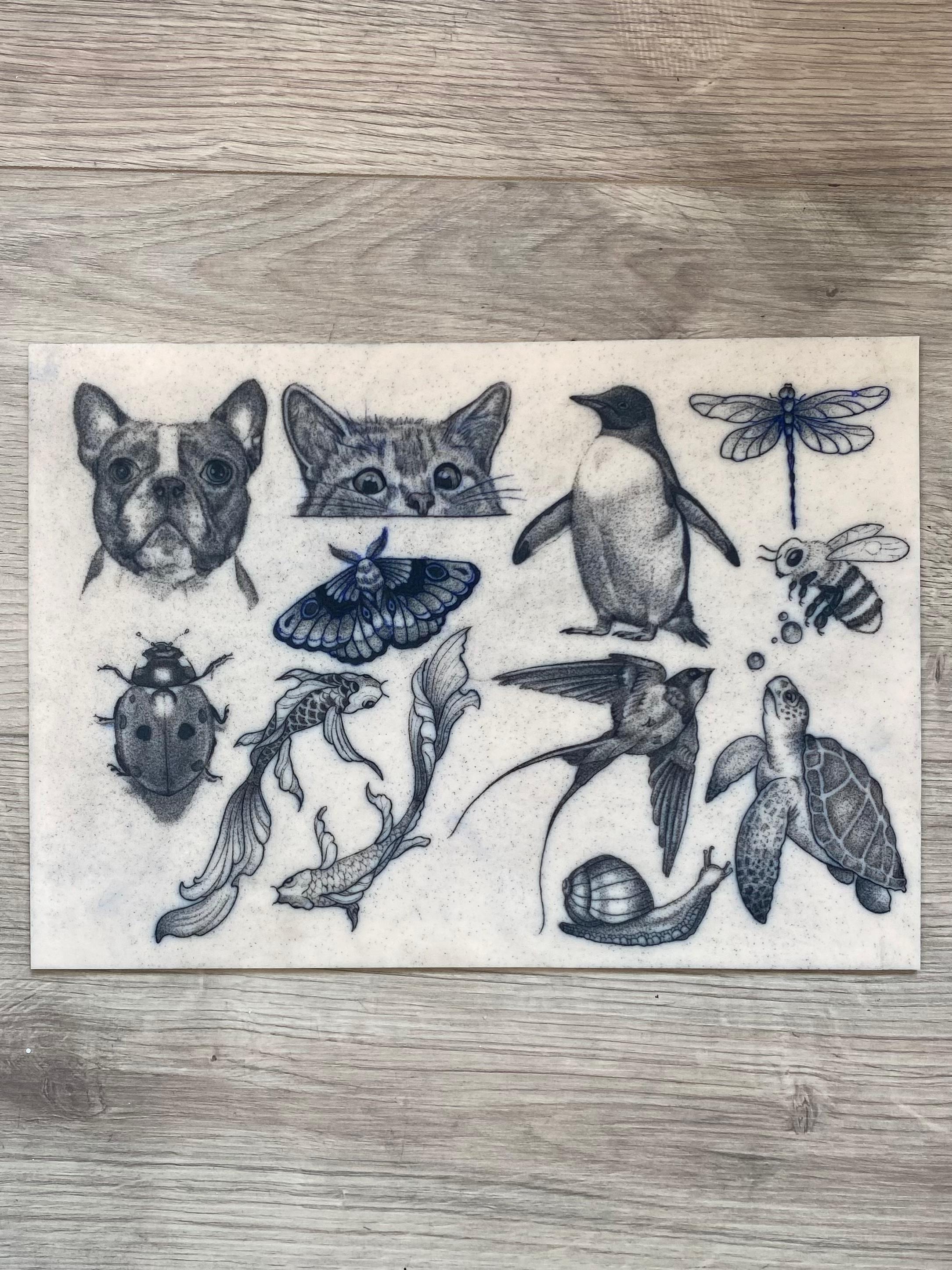 Tiger lying down with blue accents